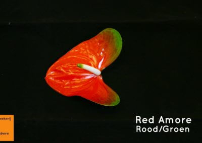 Red Amore roodgroen 9 tot 13cm
